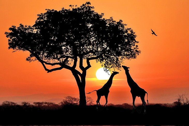 Read more about the article Exploring the Marvels of Africa: A Journey Across Diverse Lands